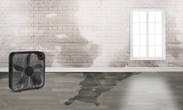 Best Water damage cleanup near me  in Addis, LA